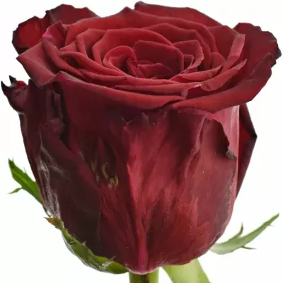 Červená růže ABBA 80cm (L)