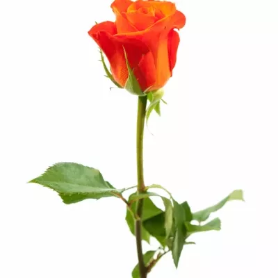 Červená růže ALMANZA 70cm