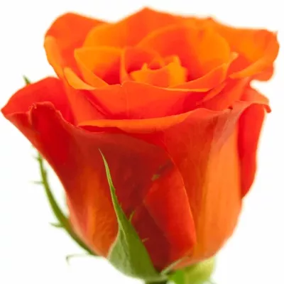 Červená růže ALMANZA 70cm