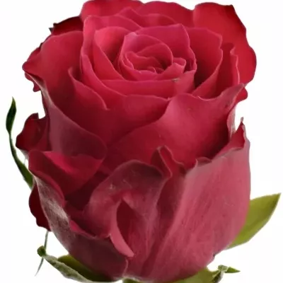 Červená růže ARISHA 70cm (XL)