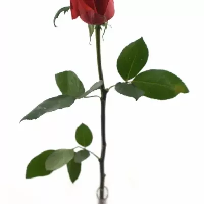 Červená růže AWARD