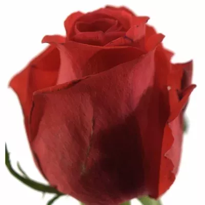 Červená růže AWARD 70cm