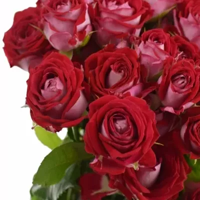 Červená růže trsová B-BUBBLES 50 cm / 5+