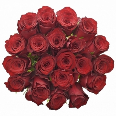 Červená růže BAROLO