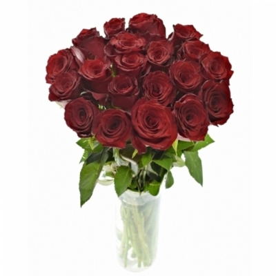 Červená růže BAROLO 60 cm (XL)