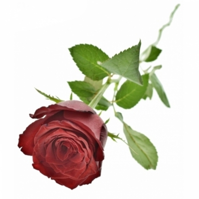 Červená růže BAROLO