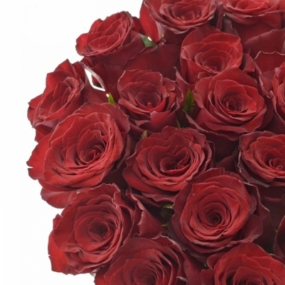 Červená růže BAROLO 50 cm (XL)