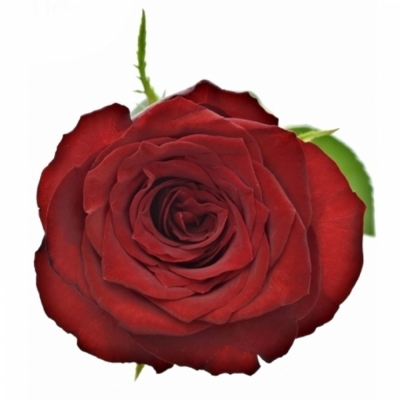 Červená růže BAROLO 60 cm (XL)