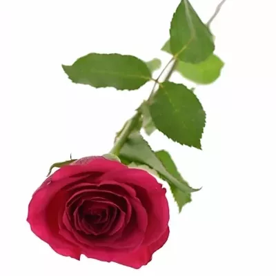 Červená růže BINGO CERICE 60cm
