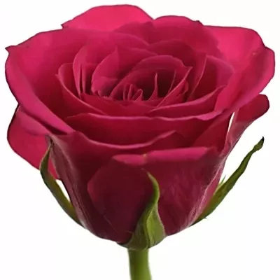 Červená růže BINGO CERICE 60cm
