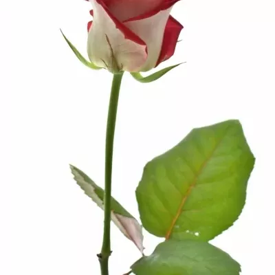 Červená růže BLUEZ+ 70cm (L)