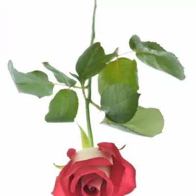 Červená růže BLUEZ+ 70cm (L)