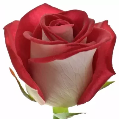 Červená růže BLUEZ+ 50cm (M)