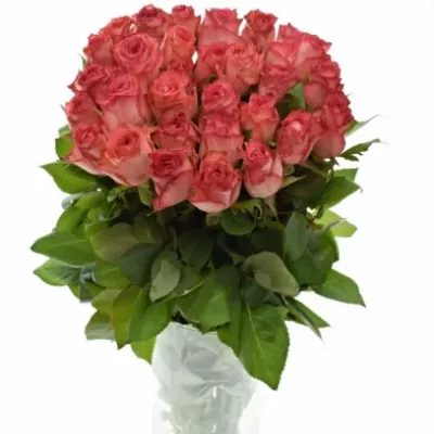 Červená růže BRENDT 50cm (M)