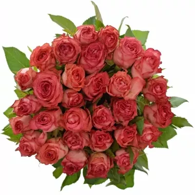 Červená ruža BRENDT 50cm (M)