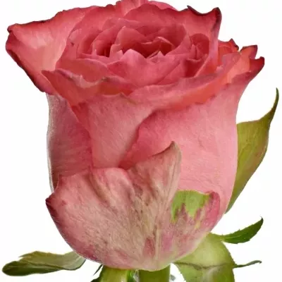 Růžová růže BRENDT 50cm (S)
