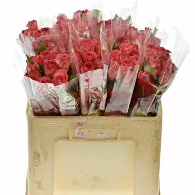 Červená ruža BRENDT 50cm (M)