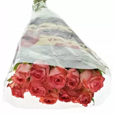 Červená ruža BRENDT 50cm (M)