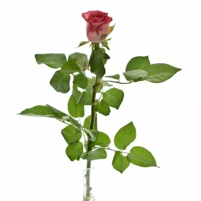 Červená růže BRENDT 50cm (M)
