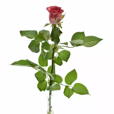 Červená ruža BRENDT 50cm (M)