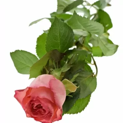 Červená ruža BRENDT 50cm (M)