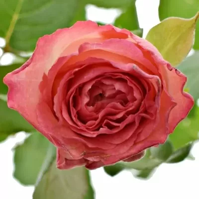 Červená ruža BRENDT 50cm (M)