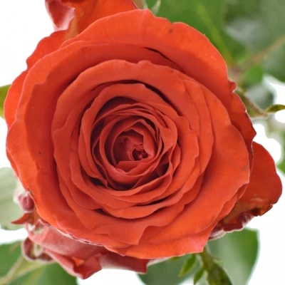 Červená růže BRIGHT TORCH 50cm (M)