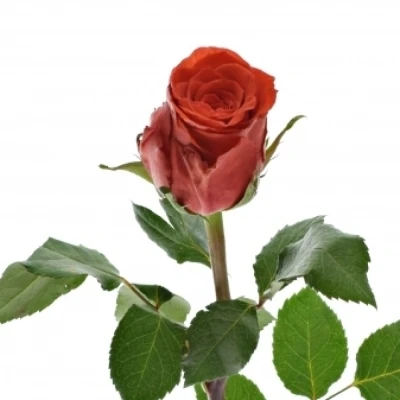 Červená růže BRIGHT TORCH 50cm (M)