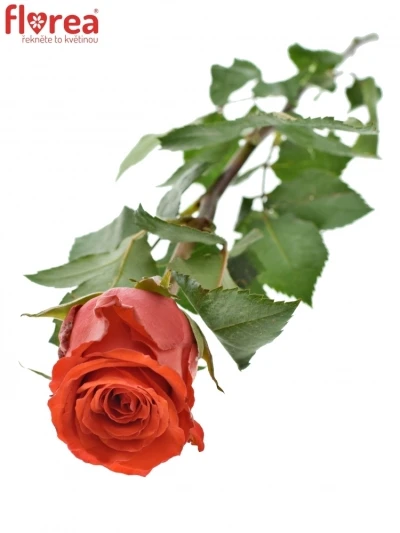 Červená růže BRIGHT TORCH 50cm (M)