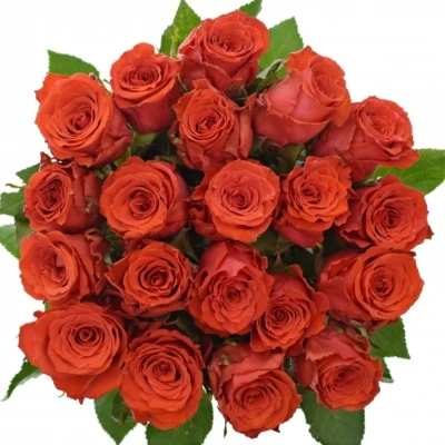 Červená růže BRIGHT TORCH 50cm (M)