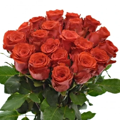 Červená růže BRIGHT TORCH 50cm (M)