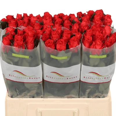 Červená růže BRIGHT TORCH 50cm (M)