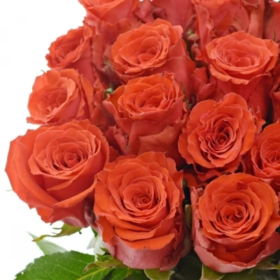 Červená růže BRIGHT TORCH 50cm (M)