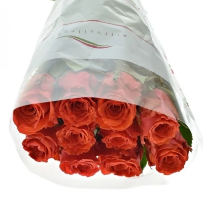 Červená růže BRIGHT TORCH 50cm (M)