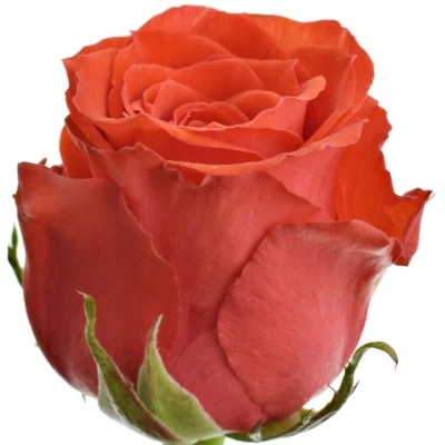 Červená růže BRIGHT TORCH 70cm (M)