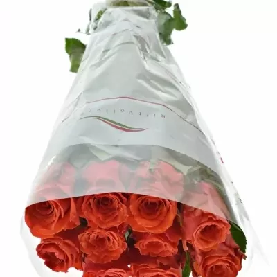 Červená růže BRIGHT TORCH 50cm (M)