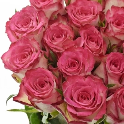 Červená růže CARICE!