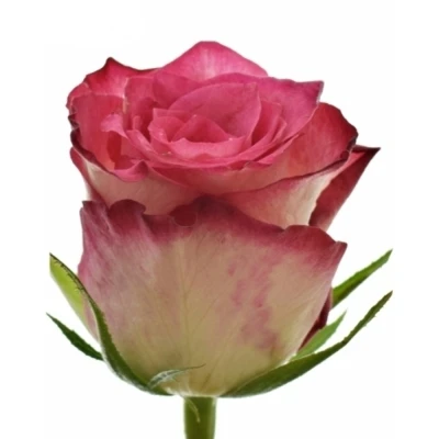 Červená růže CARICE! 50 cm (XL)