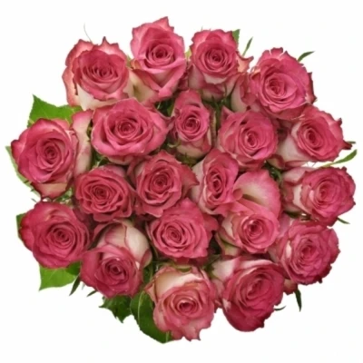 Červená růže CARICE!