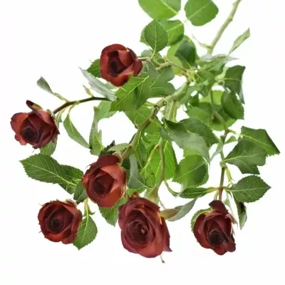Červená růže CHOCOCCINO 40cm/3+