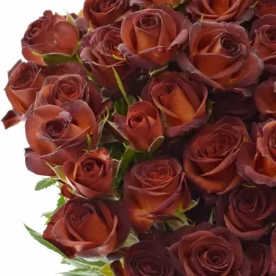 Červená růže CHOCOCCINO 40cm/3+