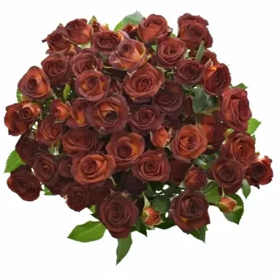 Červená růže CHOCOCCINO 40cm/3+