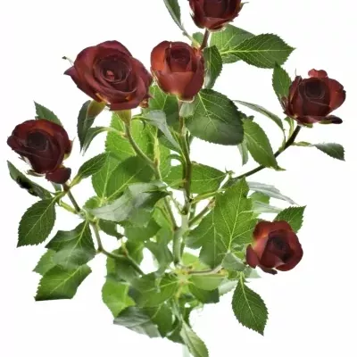 Červená růže CHOCOCCINO 40cm/3+