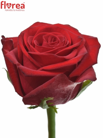 Červená ruža CON AMORE 90cm (XL)
