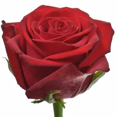 Červená růže CON AMORE 40cm (L)