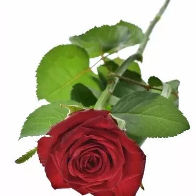 Červená růže CON AMORE