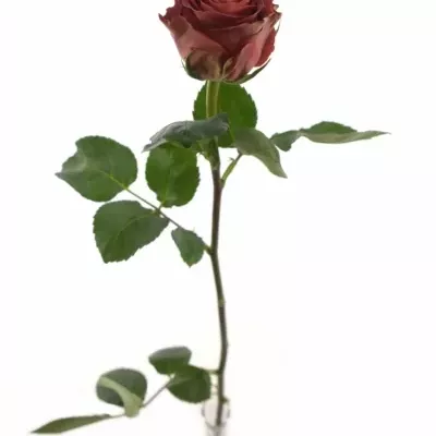 Červená růže CONFUSION