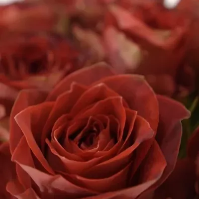 Červená růže CONFUSION