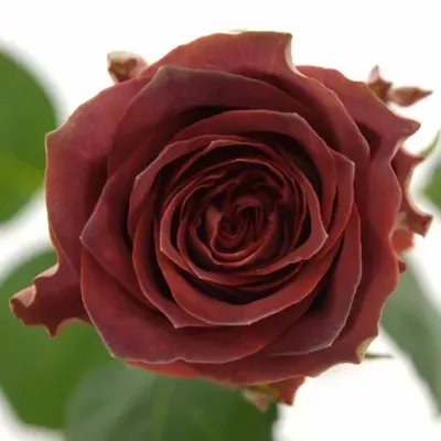 Červená růže CONFUSION