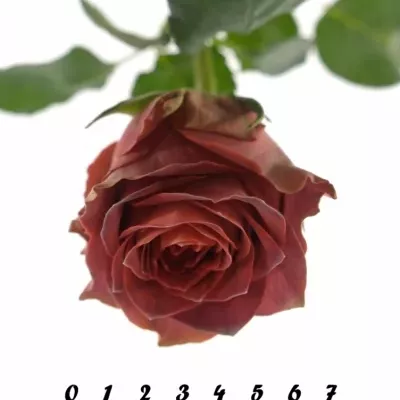 Červená růže CONFUSION